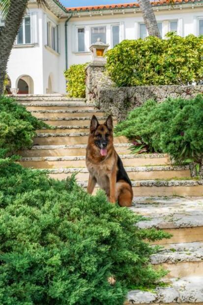 El perro más rico del mundo vende mansión en Miami por 32 millones de dólares