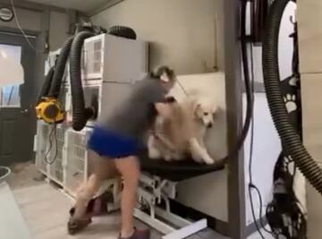 Graban brutal maltrato animal en estética de Carolina del Norte: arrestan a la trabajadora