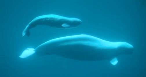 Video. Bebé beluga aprende a nadar junto a su madre en acuario de Chicago