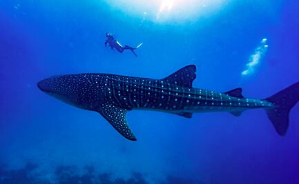¡Una más! Acuario en China hace pasar tiburón robot por uno real y visitantes responden así