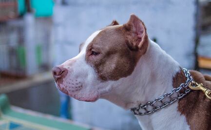 Hombre de Texas muere después de que pitbulls mutilaron sus piernas