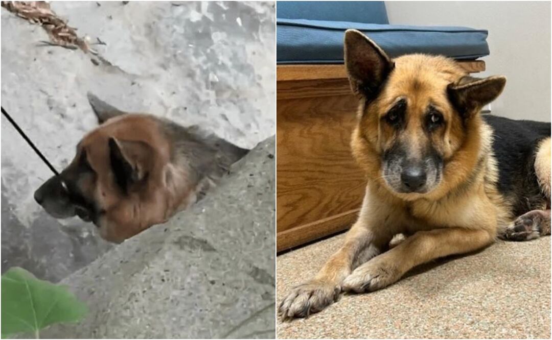“Es un milagro que esté vivo”. Rescatan a pastor alemán que ataron con bridas y abandonaron en California. Foto: Instagram