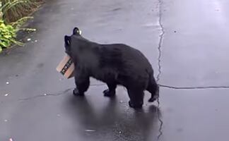 Video. Oso roba paquete de Amazon en casa de Connecticut