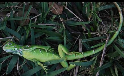 Ola de frío en Florida provoca el cierre de parques acuáticos y "lluvia de iguanas"