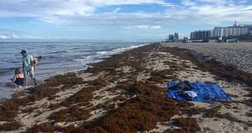 Retiran sargazo de Miami Beach con camiones; el problema crece 