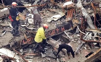 Perros de rescate, héroes en los atentados del 11 de septiembre