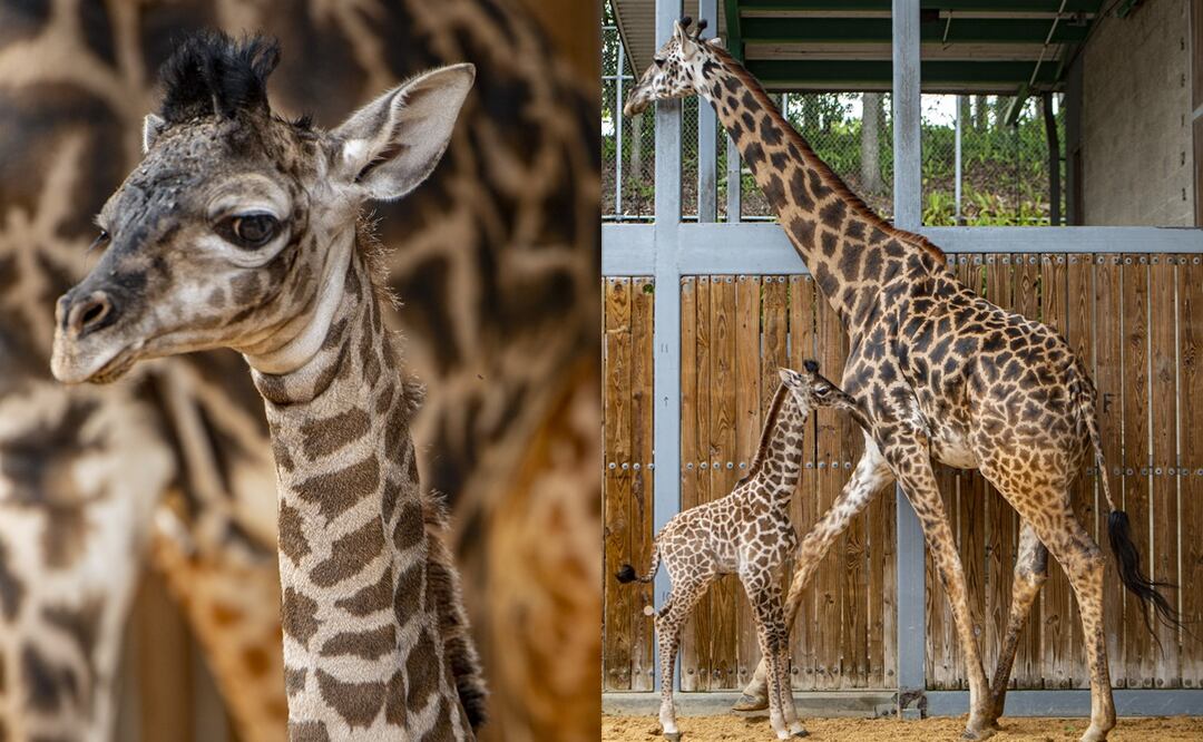 Cortesía de AdNova y Disney World Latino 