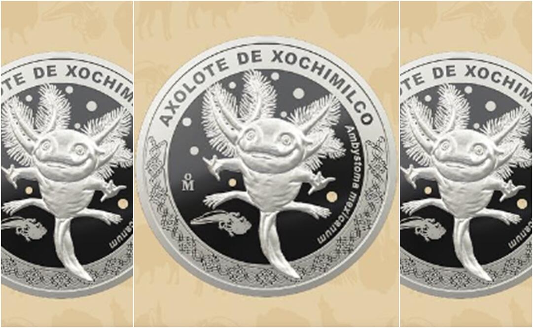 ¿Dónde y cómo conseguir la moneda conmemorativa del ajolote? Esto debes saber. Foto Casa de Moneda de México