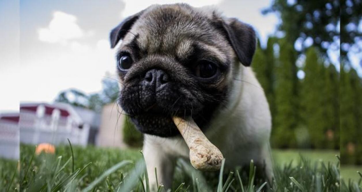 La ceniza del volcán puede ocasionar enfermedades respiratorias en tu mascota. Foto:Pixabay