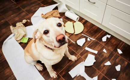 ¿Tu perro es latoso y desobediente? Podría estar en su fase de adolescencia