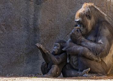 Zoológico de Seattle comparte tierna imagen de su bebé gorila