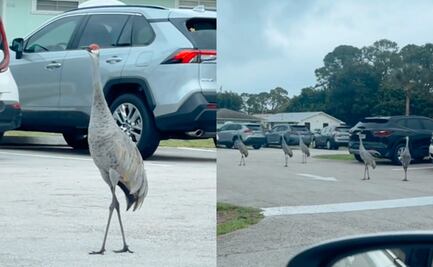 Huracán Milton. Aves en Florida aterran a los habitantes y aseguran que predicen “algo catastrófico”. VIDEO 