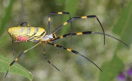 Alertan por propagación de ‘araña paracaidista’ venenosa en costas de EU