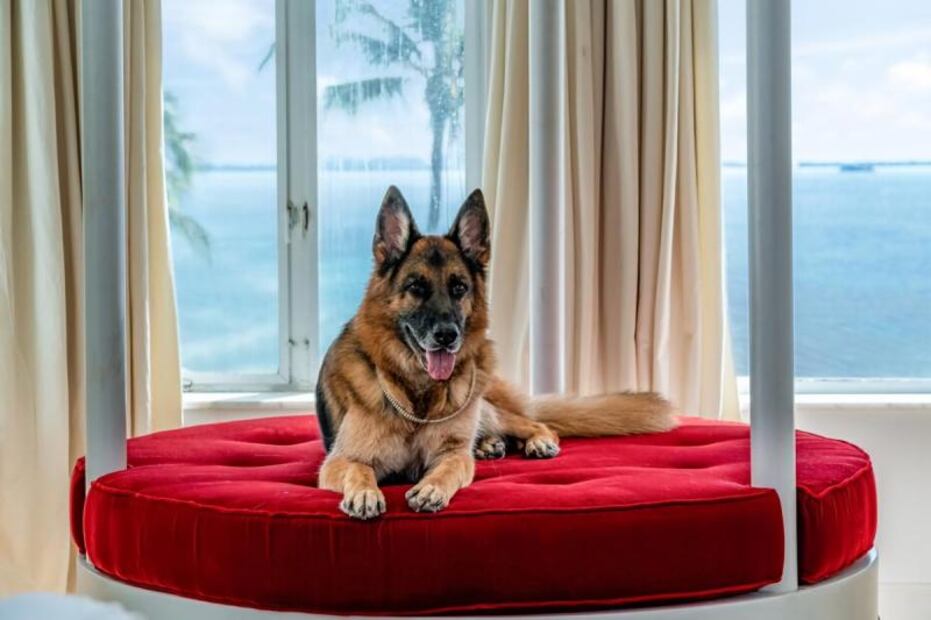 El perro más rico del mundo vende mansión en Miami por 32 millones de dólares