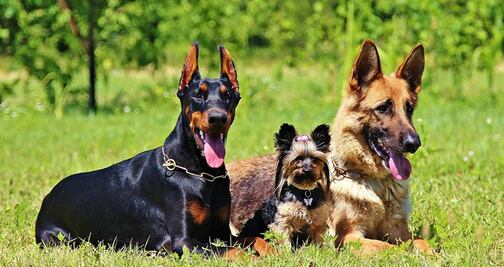 Estas son las razas de perros más inteligentes del mundo