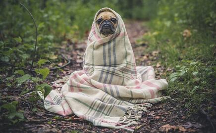 Señales de que tu perro tiene ansiedad y cómo tratarlo