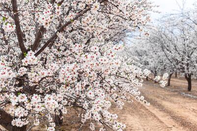 Descubre la magia del Condado de Fresno en invierno: naturaleza, aventuras y sabores