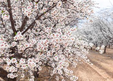 Descubre la magia del Condado de Fresno en invierno: naturaleza, aventuras y sabores