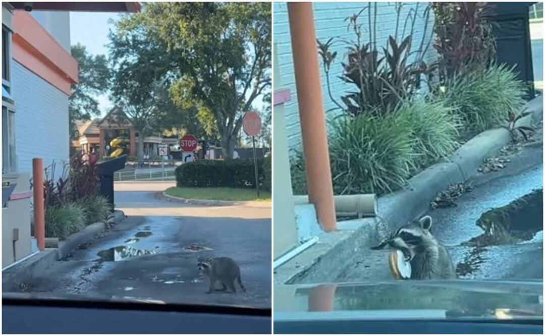 El video del mapache fue grabado en una sucursal de Dunkin’ Donuts en Florida. Foto tomada de video