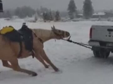 Indigna video de caballo arrastrado por camioneta en Colorado