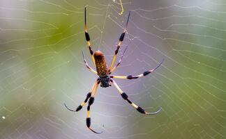 Alertan por invasión de peligrosa y enorme ‘araña paracaidista’ en Estados Unidos