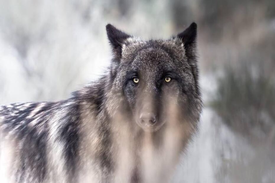 El tour inmersivo con el que podrás pasar un día con los lobos de Yellowstone