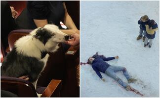 Él es Messi, el perro actor que arrasó en ‘Anatomía de una caída’ y ahora está en los Óscar 2024