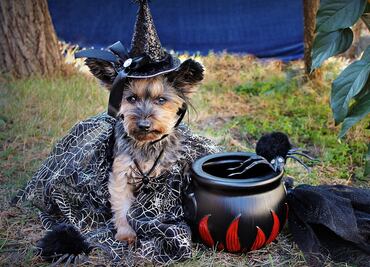 Los mejores disfraces de Halloween para mascotas