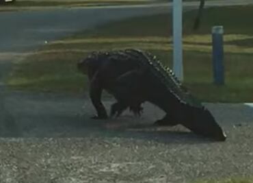 Captan a cocodrilo deambulando por calles de Carolina del Sur