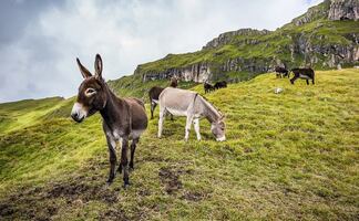 Suero de plasma de burros, la apuesta de Bolivia contra el Covid