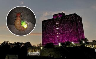 Festival de las Luciérnagas 2025 en la UNAM: Actividades, fecha y entrada gratuita