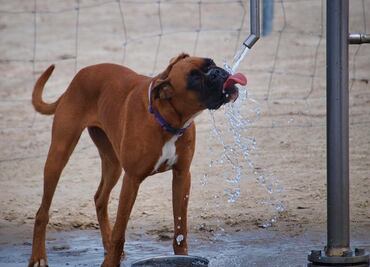 ¿Cómo cuidar la salud de los perros durante las olas de calor?