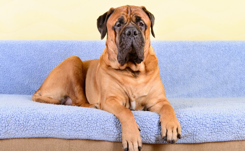 Día Mundial del Perro. Estas son las mejores razas de perros guardianes. Foto: Canva