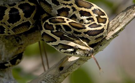 Una mujer de Florida encuentra una pitón en su lavadora