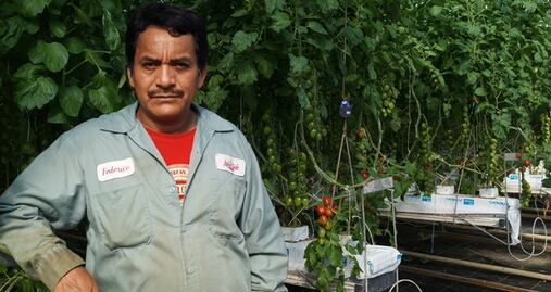 ¿Dónde registrarte al Programa de Trabajadores Agrícolas México-Canadá? 