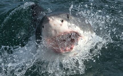Viral. Tiburones amenazan a barco; pescadores quedan aterrorizados