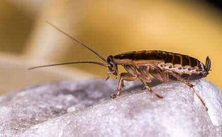 Nombra a una cucaracha o rata de zoológico como tu ex este 14 de febrero