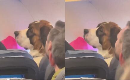 Critican a perro por viajar en asiento de avión: ¿Incomoda a los pasajeros?