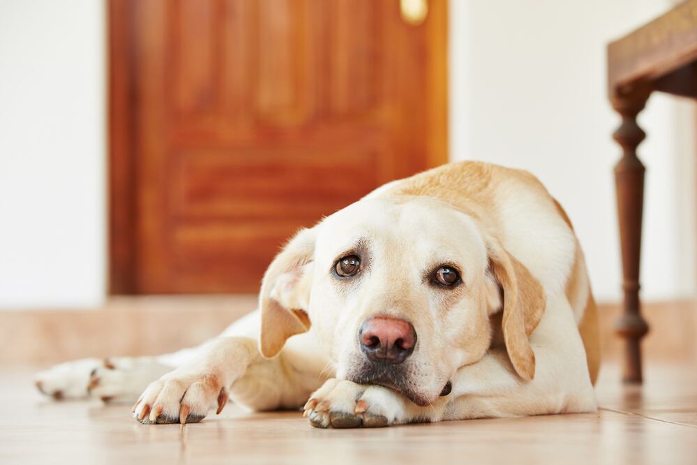 ¿Perros sufren ante la muerte de sus dueños? iStock/ Chalabala
