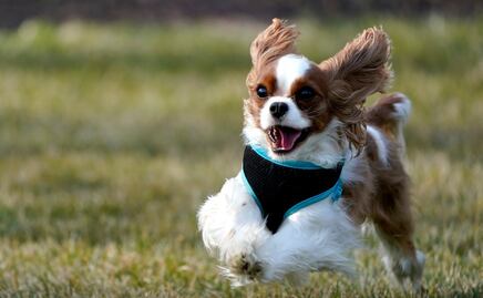 ¿Cuándo un perro deja de ser cachorro, según los especialistas?