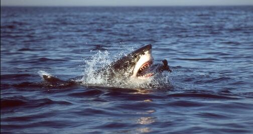 Muere joven tras ser atacada por tres tiburones en las Bahamas