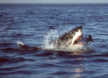 Muere joven tras ser atacada por tres tiburones en las Bahamas
