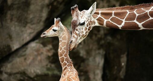 Video. El nacimiento de una jirafa sorprende a turistas en Disney World
