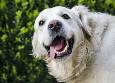 Boozehounds, un bar para perros en Florida