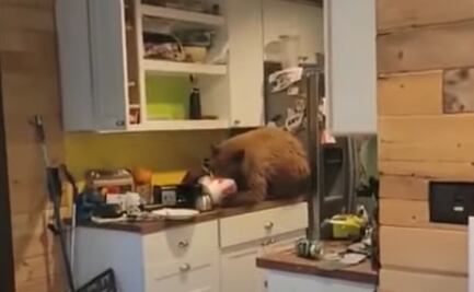 Video. Oso irrumpe en cocina de California para comer cubeta de pollo