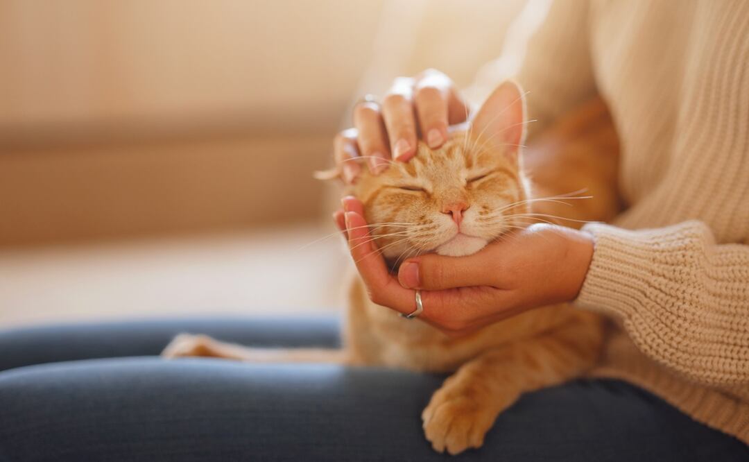 ¿Por qué ronronean los gatos? Esta es la explicación científica detrás del ronroneo. Foto: iStock-Santiaga