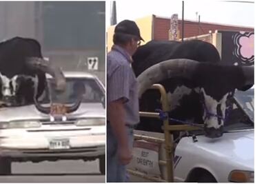 De película. Detienen a conductor por llevar a su enorme toro en el asiento del copiloto