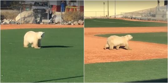 Video. Oso polar irrumpe en campo de beisbol en Canadá