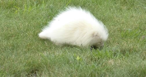 Puercoespín albino causa sensación en museo de trenes de Maine