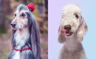 8 mejores razas de perros para personas alérgicas; abrázalos sin miedo a los efectos